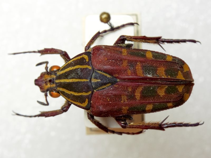 Lophorrhina quinquelineata